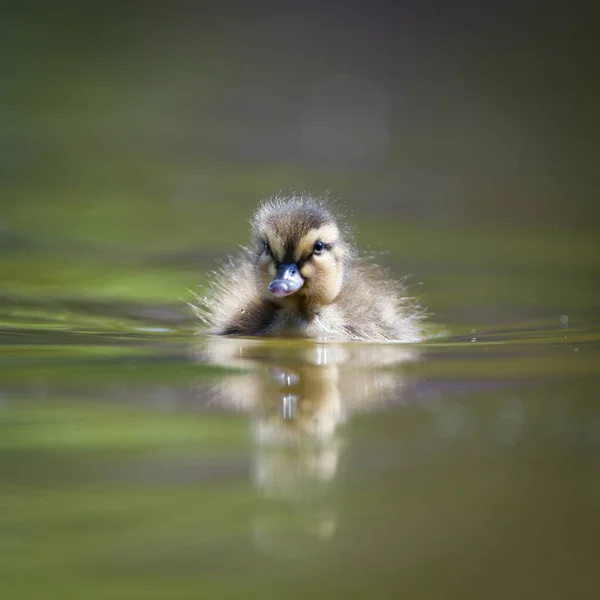 Χαριτωμένο Μικρό Παπάκι Κολύμπι Στο Νερό — Φωτογραφία Αρχείου