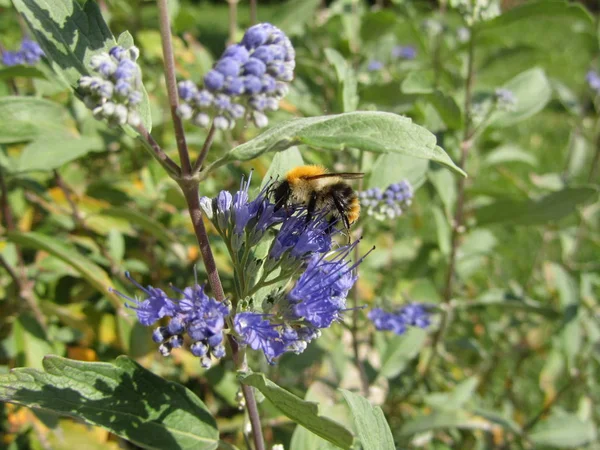 Μέλισσα Μπλε Διαμάντι Perovskia Atriplicifolia — Φωτογραφία Αρχείου