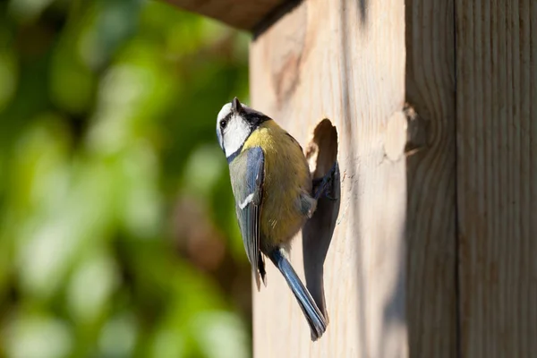 Cycek Niebieski Cyanistes Caeruleus Wychodzący Gniazda — Zdjęcie stockowe