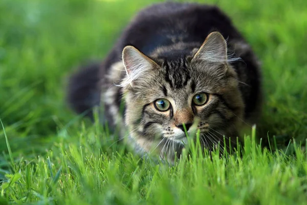 Junge Katze Lauert — Stockfoto