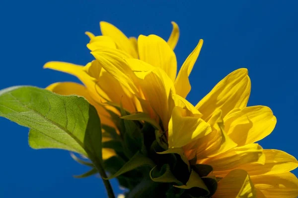 Sonnenblumen Aus Nächster Nähe — Stockfoto