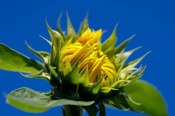 Zonnebloemen Van Dichtbij Bekijken — Stockfoto