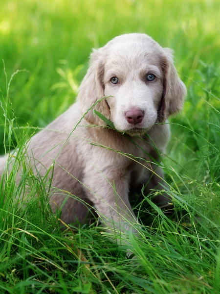 Schilderachtig Uitzicht Van Schattige Puppy Hond — Stockfoto