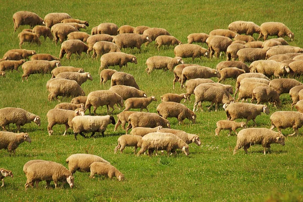 Hausschafe Auf Einer Weide — Stockfoto