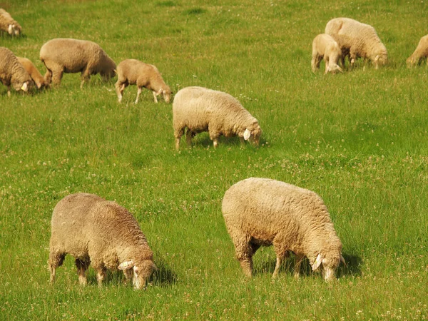 Aussichtsreicher Blick Auf Die Landwirtschaft Auf Dem Land — Stockfoto