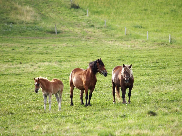 Niedliches Pferd Wilder Natur — Stockfoto