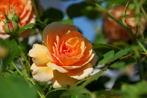 Αγγλικό Τριαντάφυλλο Χάρη Λουλούδια Πέταλα — Φωτογραφία Αρχείου