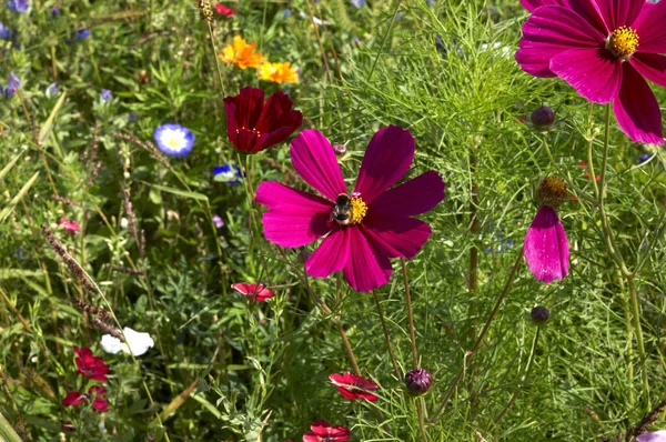 Blick Auf Schöne Naturlandschaft — Stockfoto