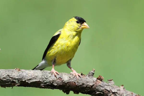 Vue Panoramique Magnifique Oiseau Pinson Mignon — Photo