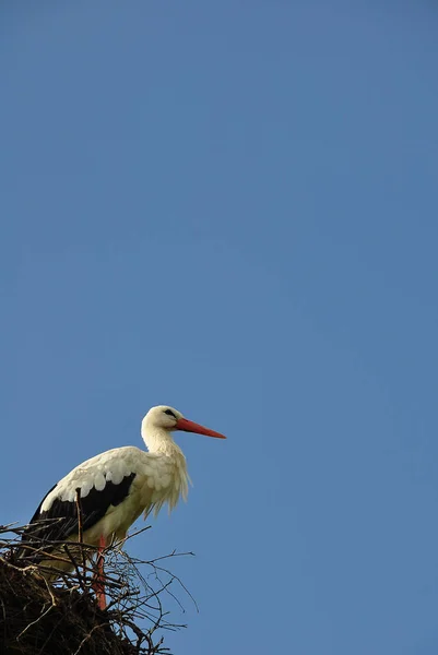 Vue Panoramique Belle Cigogne Oiseau Nature — Photo