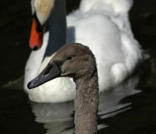 Vue Panoramique Cygne Majestueux Nature — Photo