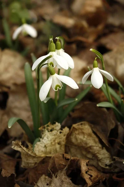 Printemps Fleurs Chute Neige Flore — Photo