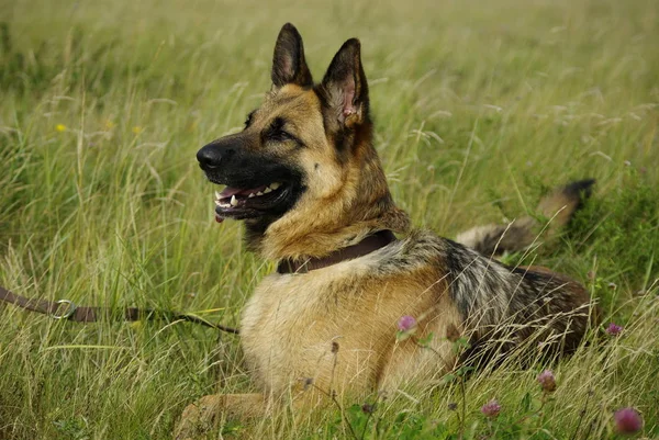 Duitse Herder Hond Dier Huisdier — Stockfoto