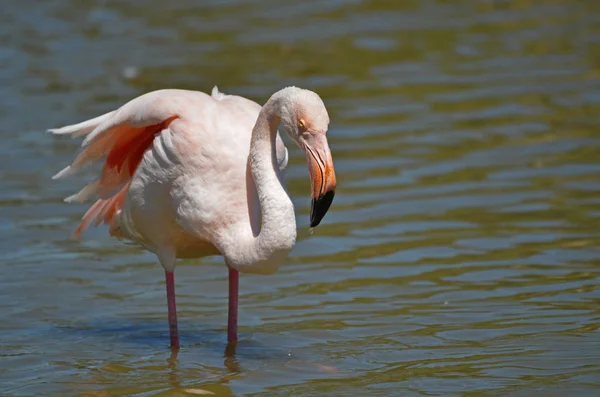 Vue Panoramique Belle Oiseau Flamant Rose Nature — Photo