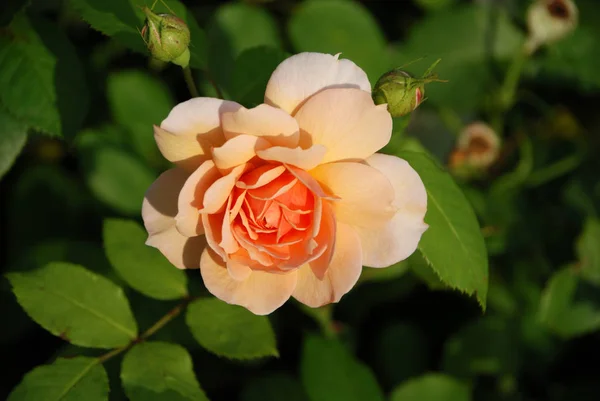 Inglés Rose Grace Flowers Petals — Foto de Stock