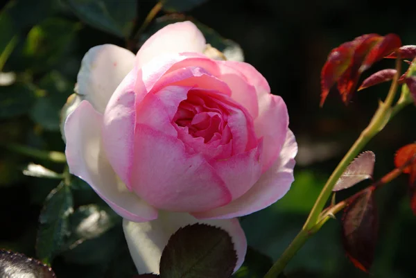 Pétalos Flor Rosa Planta Jardín — Foto de Stock