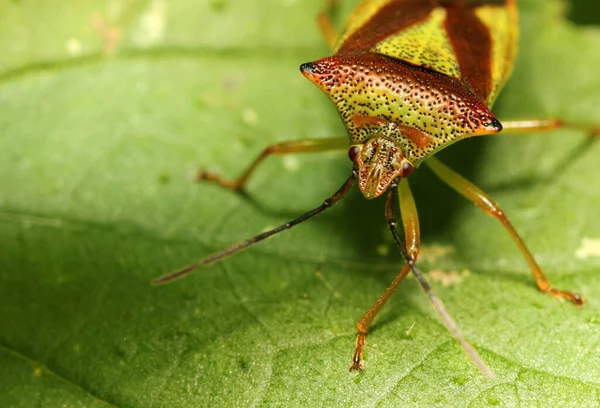 Portrait Spiked Bug — Stock Photo, Image