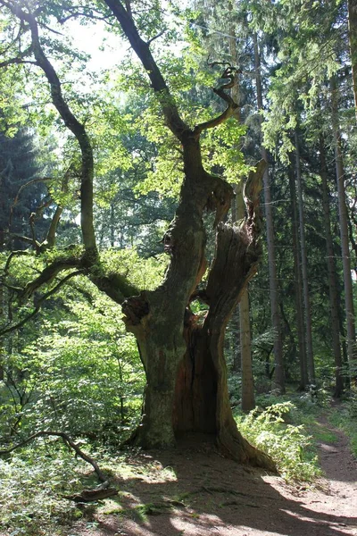 Hohle Eiche Reinhardswald — Stock Fotó