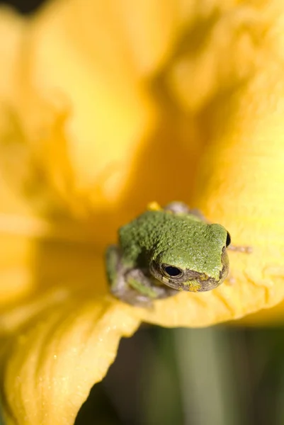 Tiny Green Tree Frog Sitting Yellow Flower — Stock Photo, Image