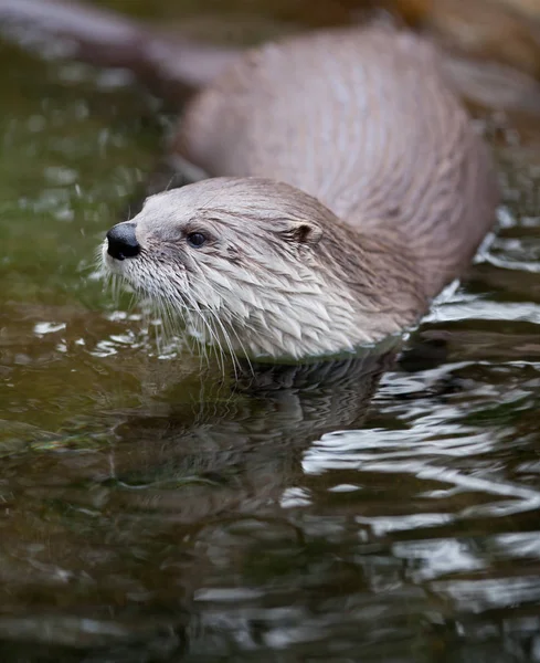 European Otter Lutra Lutra Also Known Eurasian Otter Eurasian River — Stock Photo, Image