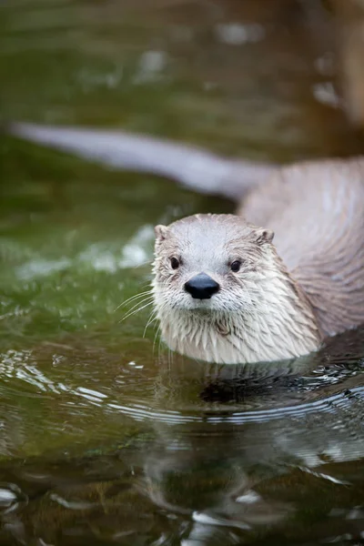 European Otter Lutra Lutra Also Known Eurasian Otter Eurasian River — Stock Photo, Image