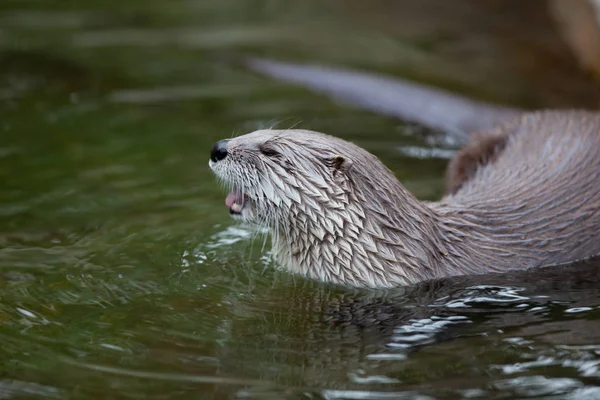 European Otter (Lutra lutra), also known as Eurasian otter, Eurasian river otter, common otter and Old World otter