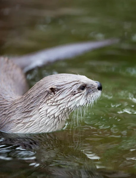 European Otter Lutra Lutra Also Known Eurasian Otter Eurasian River — Stock Photo, Image