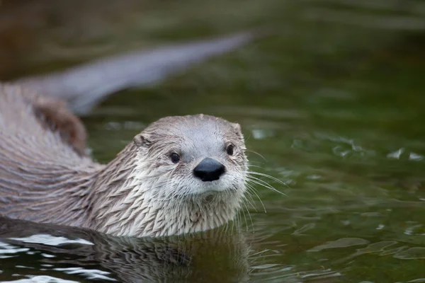 Lontra Europeia Lutra Lutra Também Conhecida Como Lontra Eurasiana Lontra — Fotografia de Stock