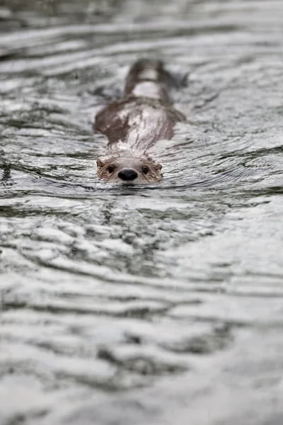 Europäischer Fischotter Lutra Lutra Auch Bekannt Als Eurasischer Fischotter Eurasischer — Stockfoto