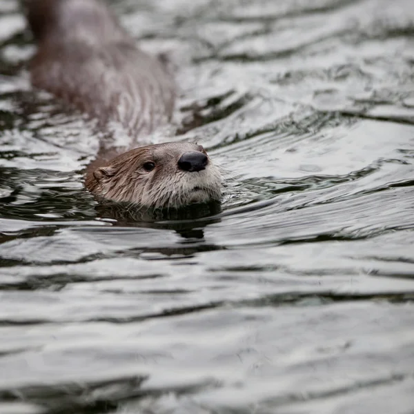 Loutre Europe Lutra Lutra Également Connue Sous Nom Loutre Eurasienne — Photo