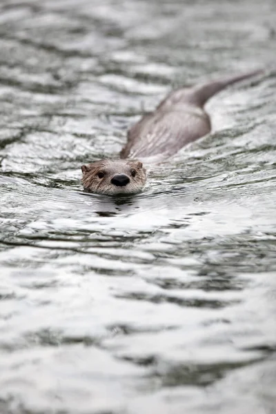 Europäischer Fischotter Lutra Lutra Auch Bekannt Als Eurasischer Fischotter Eurasischer — Stockfoto