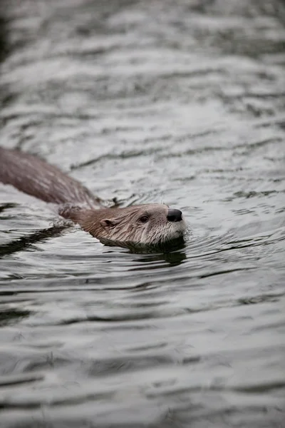 European Otter Lutra Lutra Also Known Eurasian Otter Eurasian River — Stock Photo, Image