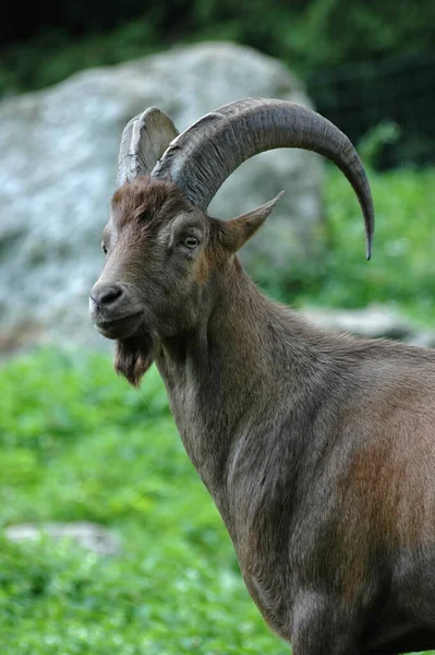 Ζώο Ibex Στη Φύση Πανίδα — Φωτογραφία Αρχείου