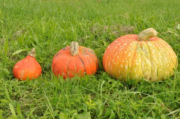 Zbiory Dyni Halloween Święto Dziękczynienia — Zdjęcie stockowe