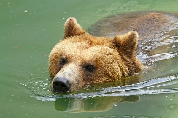 Grizzlybjörn Vattnet — Stockfoto