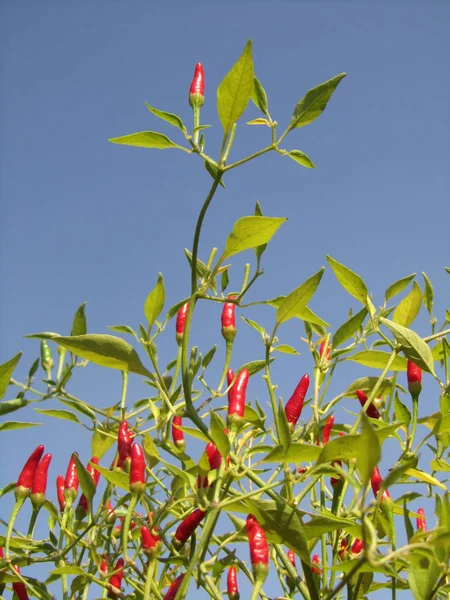 Bonsai Hot Peppers Capsicum Annuum — Fotografia de Stock