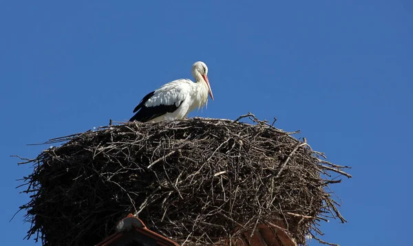 Festői Kilátás Gyönyörű Gólya Madár Természetben — Stock Fotó