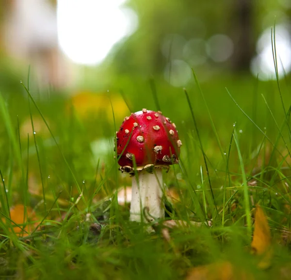 Giftige Rode Paddestoel Paddestoel Het Herfstbos — Stockfoto