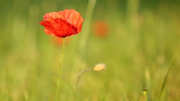 美しい野生のケシの花の近景 — ストック写真