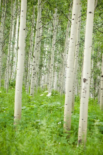 Forest of tall white aspen trees in Aspen, Colorado