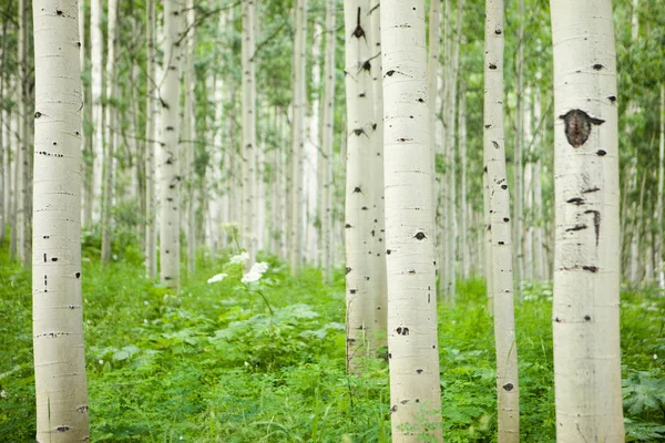 Les Vysokých Bílých Osikových Stromů Aspenu Colorado — Stock fotografie