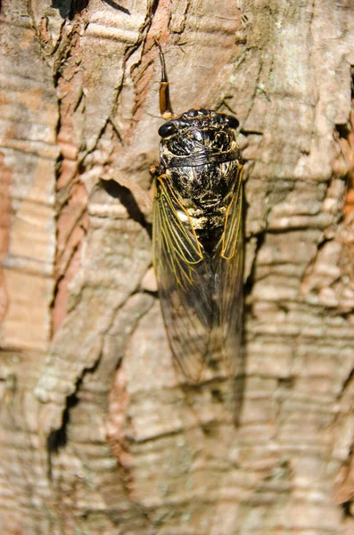Cicade Zittend Een Boom — Stockfoto