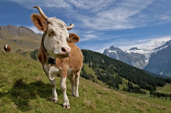 Vista Panorâmica Bela Paisagem Alpes — Fotografia de Stock