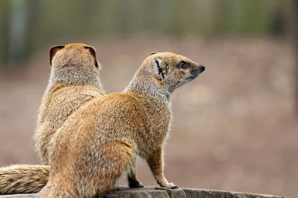 Aussichtsreiche Aussicht Auf Mungo Wilder Natur — Stockfoto