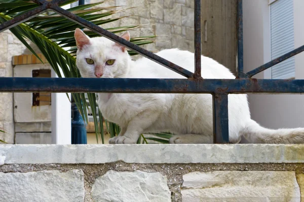 Retrato Gato Callejero Felis Silvestris Catus Con Pelaje Blanco Griego — Foto de Stock