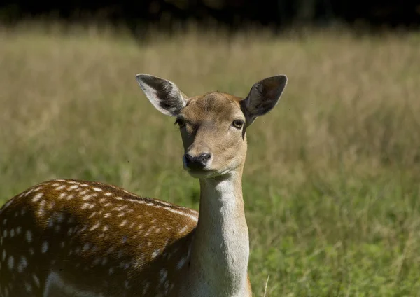 Natureza Selvagem Animal Fallow Cervos Animais Vida Selvagem — Fotografia de Stock