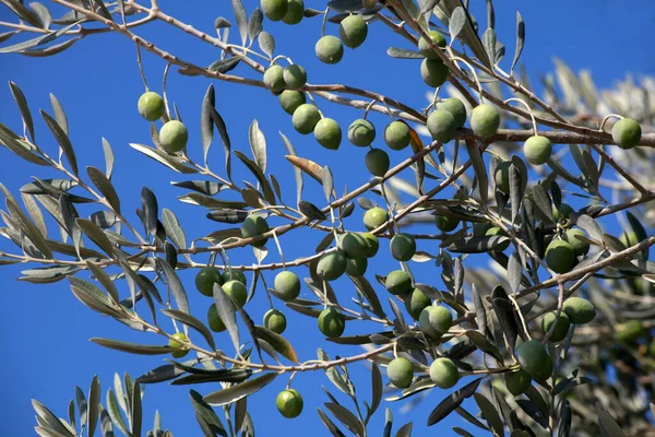 Olivenbaum Flora Der Natur — Stockfoto