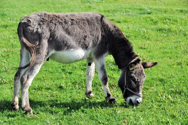 Burro Animal Fauna Ganadería — Foto de Stock