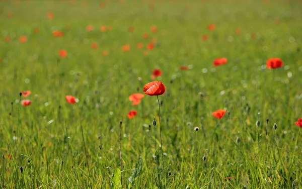 Vista Cerca Hermosas Flores Amapola Silvestre — Foto de Stock