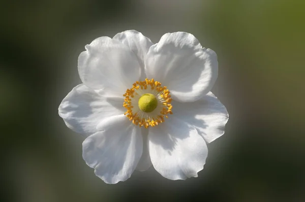 Vackra Blommor Blommigt Koncept Bakgrund — Stockfoto